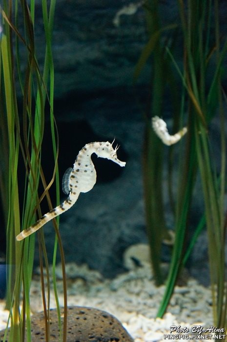 【濟州島景點】涉地可支 濟洲水上星球水族館 Aqua Planet JEJU @Alina 愛琳娜 【濟州島景點】濟洲水上星球水族館 Aqua Planet JEJU 아쿠아플라넷