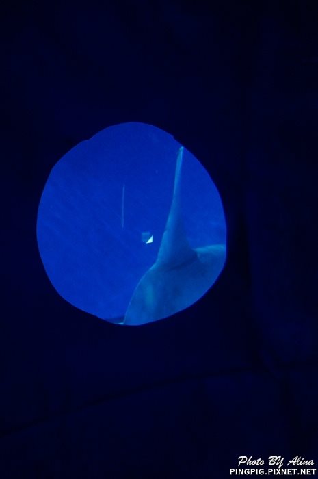 【濟州島景點】濟洲水上星球水族館 Aqua Planet JEJU 아쿠아플라넷