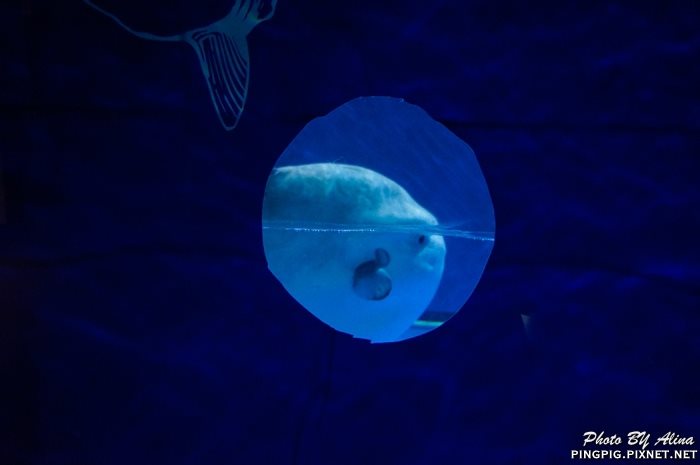 【濟州島景點】涉地可支 濟洲水上星球水族館 Aqua Planet JEJU @Alina 愛琳娜 【濟州島景點】濟洲水上星球水族館 Aqua Planet JEJU 아쿠아플라넷