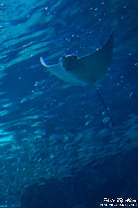 【濟州島景點】濟洲水上星球水族館 Aqua Planet JEJU 아쿠아플라넷