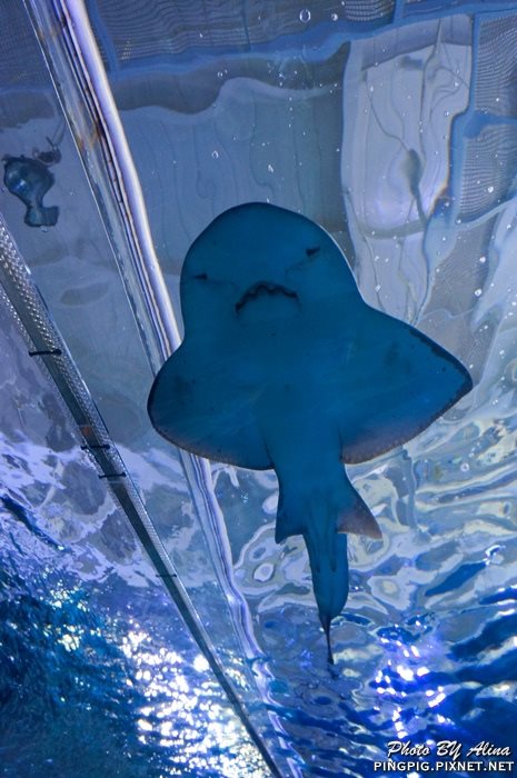 【濟州島景點】涉地可支 濟洲水上星球水族館 Aqua Planet JEJU @Alina 愛琳娜 【濟州島景點】濟洲水上星球水族館 Aqua Planet JEJU 아쿠아플라넷