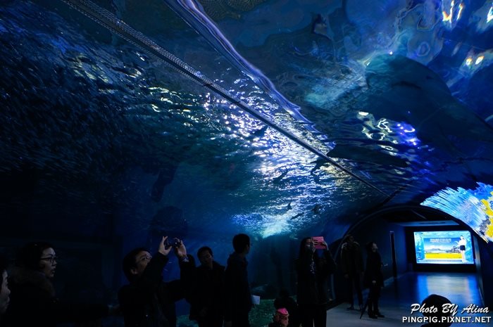 【濟州島景點】涉地可支 濟洲水上星球水族館 Aqua Planet JEJU @Alina 愛琳娜 【濟州島景點】濟洲水上星球水族館 Aqua Planet JEJU 아쿠아플라넷