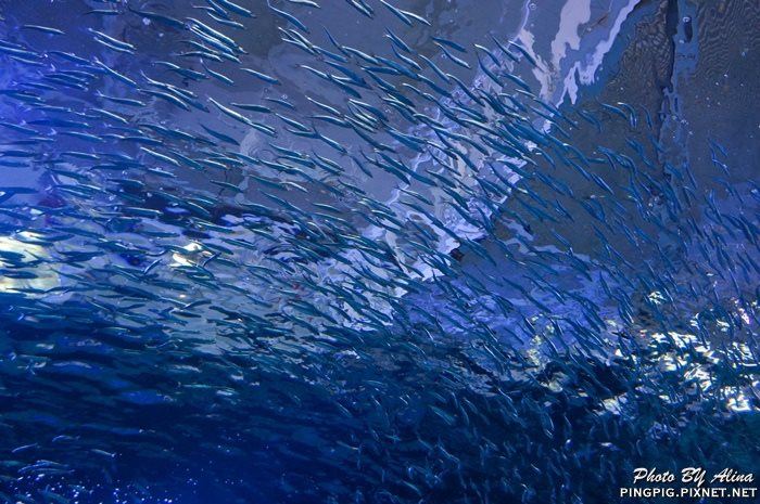 【濟州島景點】涉地可支 濟洲水上星球水族館 Aqua Planet JEJU @Alina 愛琳娜 【濟州島景點】涉地可支 濟洲水上星球水族館 Aqua Planet JEJU @Alina 愛琳娜