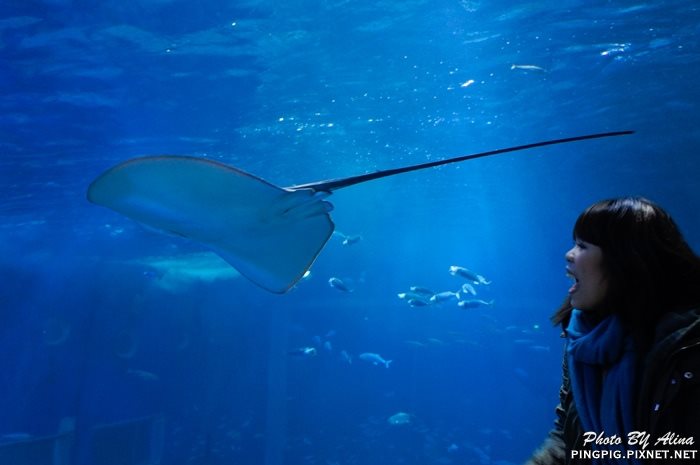【濟州島景點】涉地可支 濟洲水上星球水族館 Aqua Planet JEJU @Alina 愛琳娜 【濟州島景點】涉地可支 濟洲水上星球水族館 Aqua Planet JEJU @Alina 愛琳娜