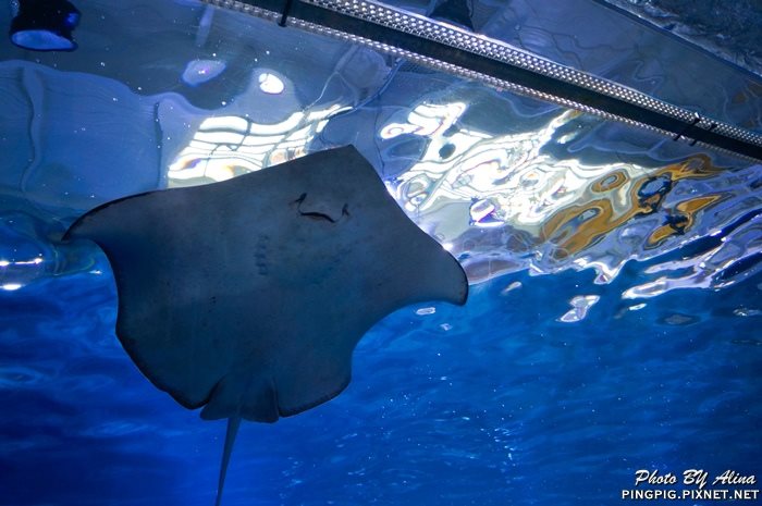 【濟州島景點】涉地可支 濟洲水上星球水族館 Aqua Planet JEJU @Alina 愛琳娜 【濟州島景點】涉地可支 濟洲水上星球水族館 Aqua Planet JEJU @Alina 愛琳娜