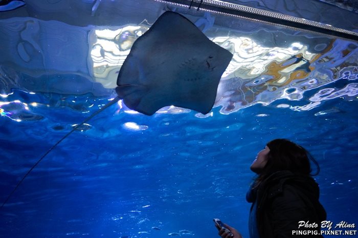 【濟州島景點】涉地可支 濟洲水上星球水族館 Aqua Planet JEJU @Alina 愛琳娜 【濟州島景點】涉地可支 濟洲水上星球水族館 Aqua Planet JEJU @Alina 愛琳娜