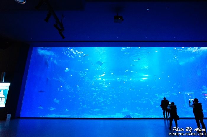 【濟州島景點】涉地可支 濟洲水上星球水族館 Aqua Planet JEJU @Alina 愛琳娜 【濟州島景點】涉地可支 濟洲水上星球水族館 Aqua Planet JEJU @Alina 愛琳娜