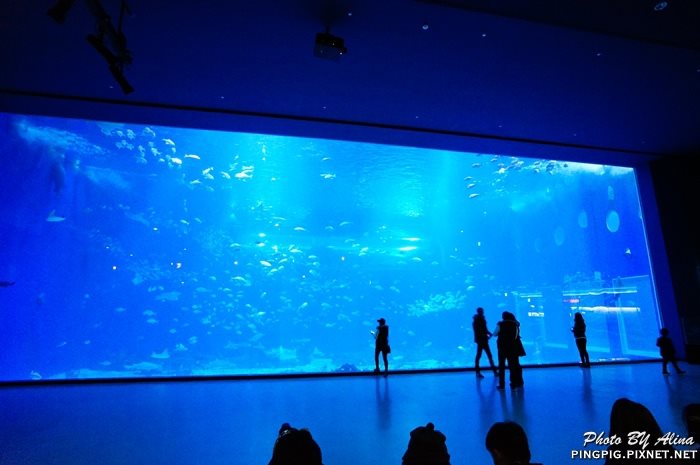 【濟州島景點】涉地可支 濟洲水上星球水族館 Aqua Planet JEJU @Alina 愛琳娜 【濟州島景點】涉地可支 濟洲水上星球水族館 Aqua Planet JEJU @Alina 愛琳娜