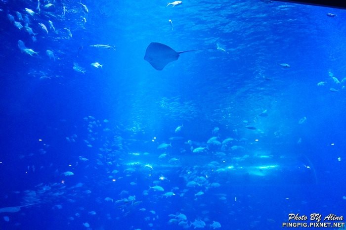 【濟州島景點】涉地可支 濟洲水上星球水族館 Aqua Planet JEJU @Alina 愛琳娜 【濟州島景點】涉地可支 濟洲水上星球水族館 Aqua Planet JEJU @Alina 愛琳娜