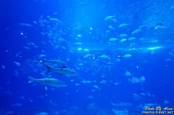 【濟州島景點】涉地可支 濟洲水上星球水族館 Aqua Planet JEJU @Alina 愛琳娜 【濟州島景點】涉地可支 濟洲水上星球水族館 Aqua Planet JEJU @Alina 愛琳娜