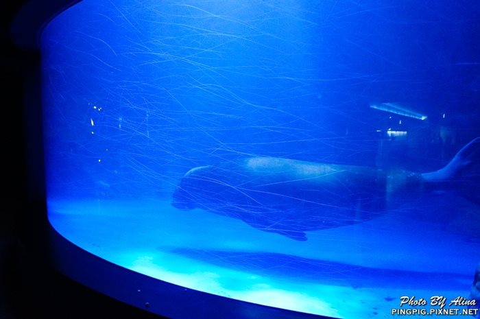 【濟州島景點】涉地可支 濟洲水上星球水族館 Aqua Planet JEJU @Alina 愛琳娜