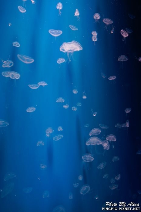 【濟州島景點】涉地可支 濟洲水上星球水族館 Aqua Planet JEJU @Alina 愛琳娜 【濟州島景點】濟洲水上星球水族館 Aqua Planet JEJU 아쿠아플라넷