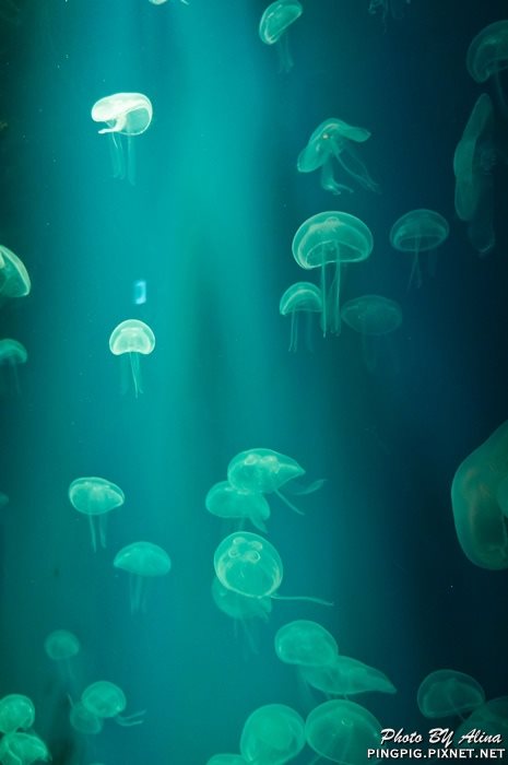 【濟州島景點】涉地可支 濟洲水上星球水族館 Aqua Planet JEJU @Alina 愛琳娜 【濟州島景點】濟洲水上星球水族館 Aqua Planet JEJU 아쿠아플라넷