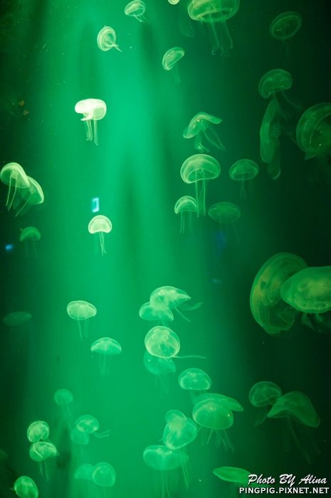 【濟州島景點】涉地可支 濟洲水上星球水族館 Aqua Planet JEJU @Alina 愛琳娜 【濟州島景點】濟洲水上星球水族館 Aqua Planet JEJU 아쿠아플라넷