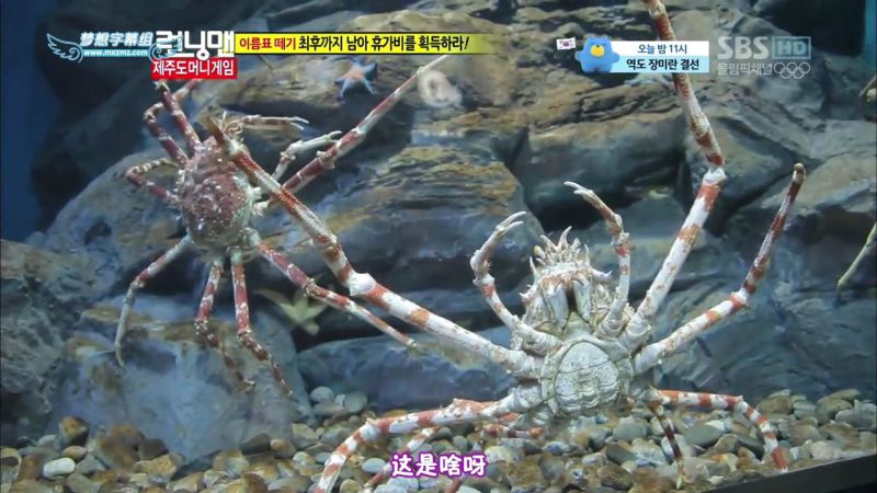 【濟州島景點】涉地可支 濟洲水上星球水族館 Aqua Planet JEJU @Alina 愛琳娜 【濟州島景點】濟洲水上星球水族館 Aqua Planet JEJU 아쿠아플라넷