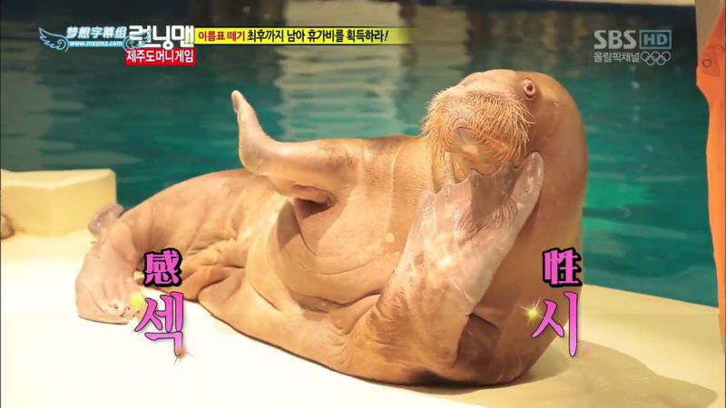 【濟州島景點】涉地可支 濟洲水上星球水族館 Aqua Planet JEJU @Alina 愛琳娜 【濟州島景點】濟洲水上星球水族館 Aqua Planet JEJU 아쿠아플라넷