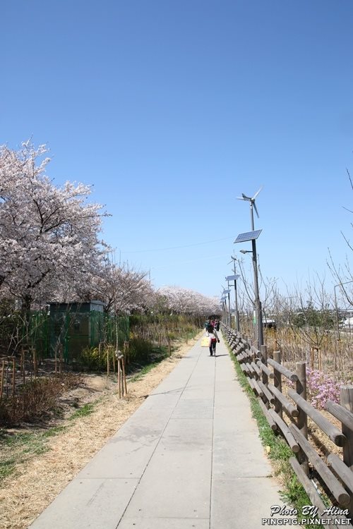 【首爾景點】汝矣島漢江公園|韓劇城市獵人浪漫場景 @Alina 愛琳娜 【首爾景點】汝矣島漢江公園|韓劇城市獵人浪漫場景 @Alina 愛琳娜