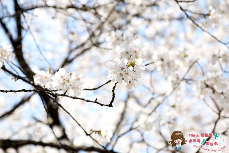 【首爾景點】慶熙宮 경희궁 韓劇仁顯王后的男人,跨時空交錯場景 @Alina 愛琳娜