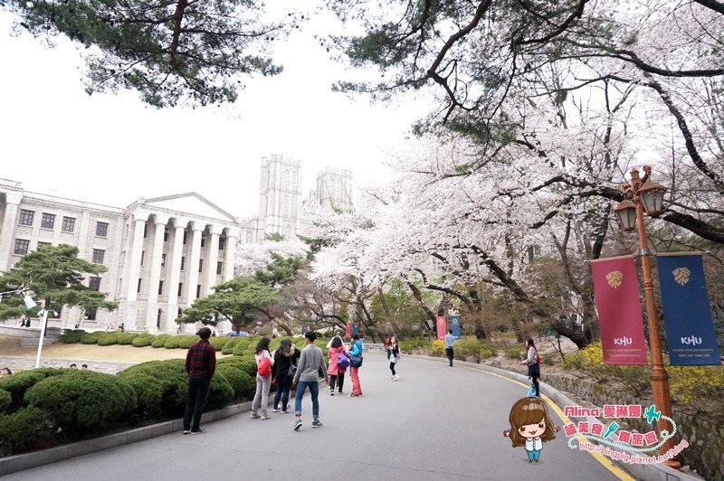 【首爾景點】慶熙大學 櫻花季賞花趣，地鐵轉公車交通方式 @Alina 愛琳娜