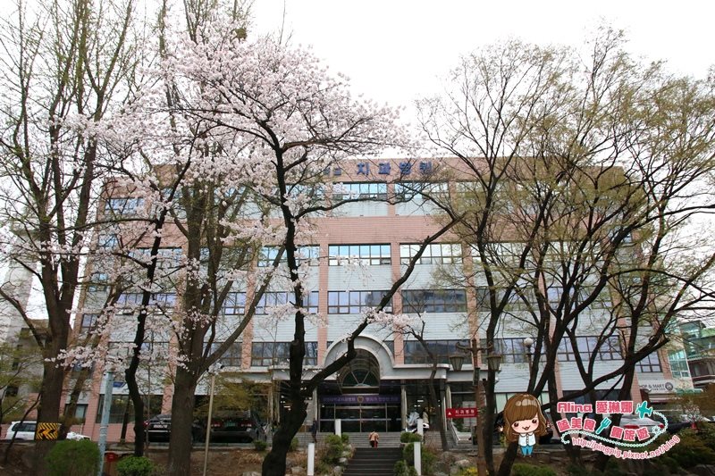 【首爾景點】慶熙大學 櫻花季賞花趣，地鐵轉公車交通方式 @Alina 愛琳娜