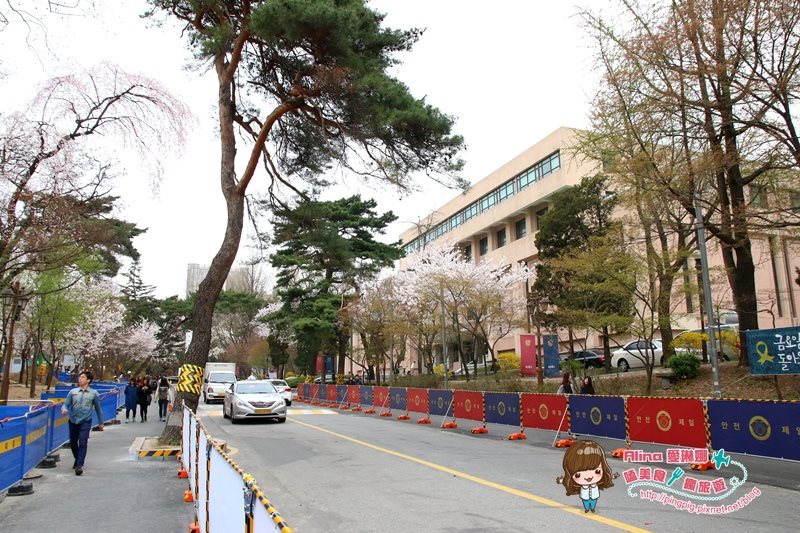 【首爾景點】慶熙大學 櫻花季賞花趣，地鐵轉公車交通方式 @Alina 愛琳娜