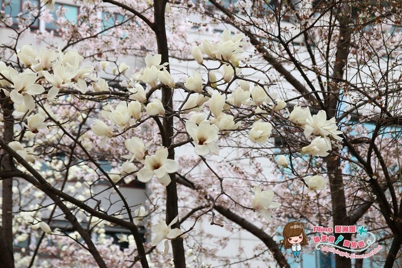 【首爾景點】慶熙大學 櫻花季賞花趣，地鐵轉公車交通方式 @Alina 愛琳娜