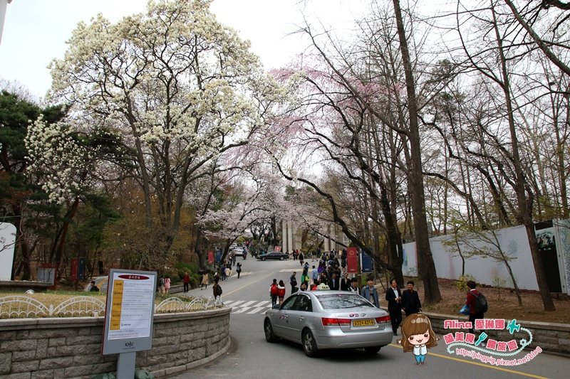 【首爾景點】慶熙大學 櫻花季賞花趣，地鐵轉公車交通方式 @Alina 愛琳娜