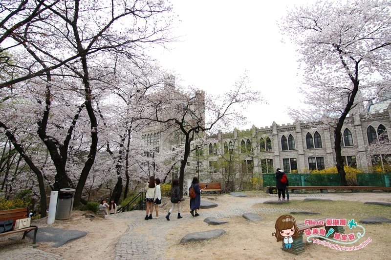 【首爾景點】慶熙大學 櫻花季賞花趣，地鐵轉公車交通方式 @Alina 愛琳娜