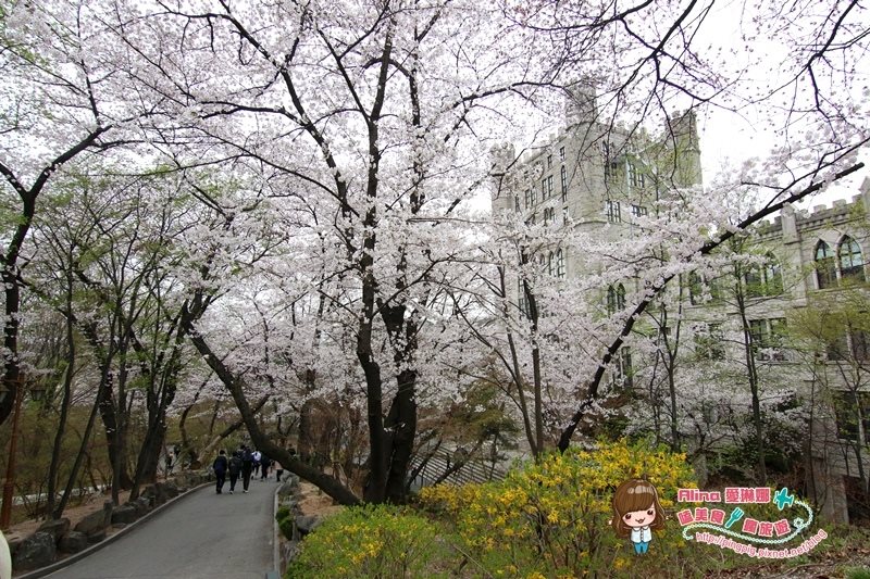 【首爾景點】慶熙大學 櫻花季賞花趣，地鐵轉公車交通方式 @Alina 愛琳娜