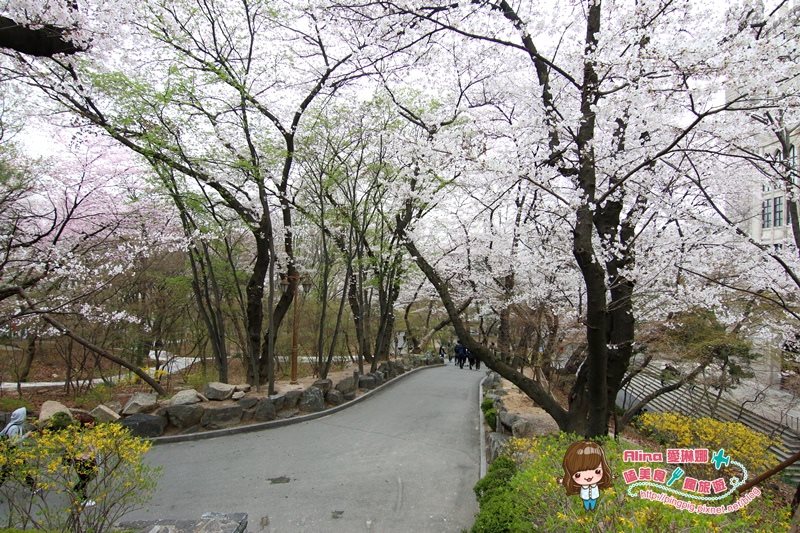 【首爾景點】慶熙大學 櫻花季賞花趣，地鐵轉公車交通方式 @Alina 愛琳娜