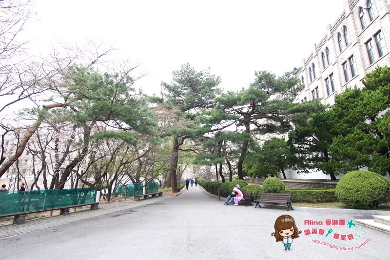 【首爾景點】慶熙大學 櫻花季賞花趣，地鐵轉公車交通方式 @Alina 愛琳娜