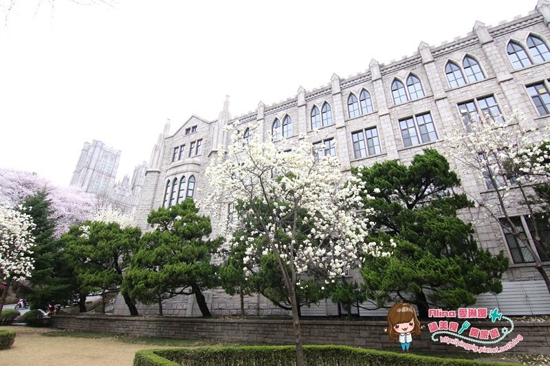 【首爾景點】慶熙大學 櫻花季賞花趣，地鐵轉公車交通方式 @Alina 愛琳娜