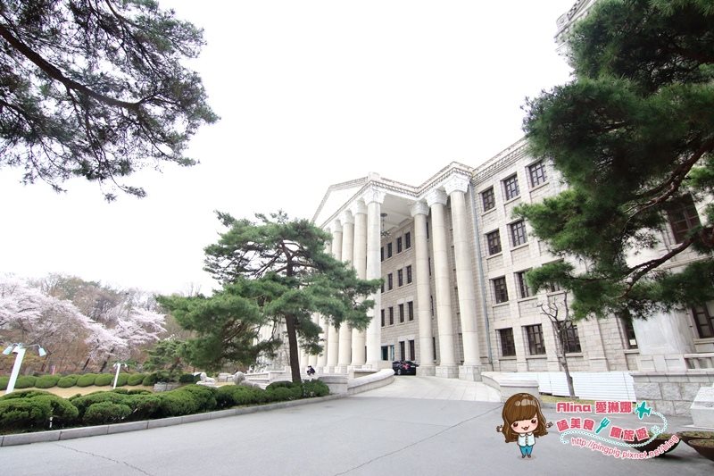 【首爾景點】慶熙大學 櫻花季賞花趣，地鐵轉公車交通方式 @Alina 愛琳娜