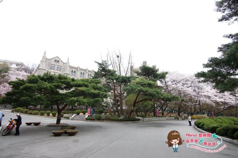 【首爾景點】慶熙大學 櫻花季賞花趣，地鐵轉公車交通方式 @Alina 愛琳娜