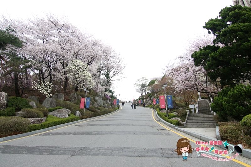 【首爾景點】慶熙大學 櫻花季賞花趣，地鐵轉公車交通方式 @Alina 愛琳娜