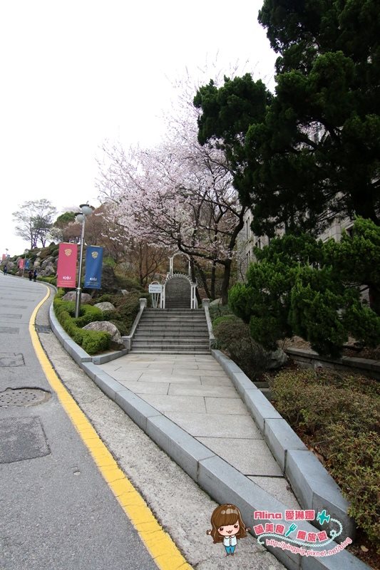 【首爾景點】慶熙大學 櫻花季賞花趣，地鐵轉公車交通方式 @Alina 愛琳娜
