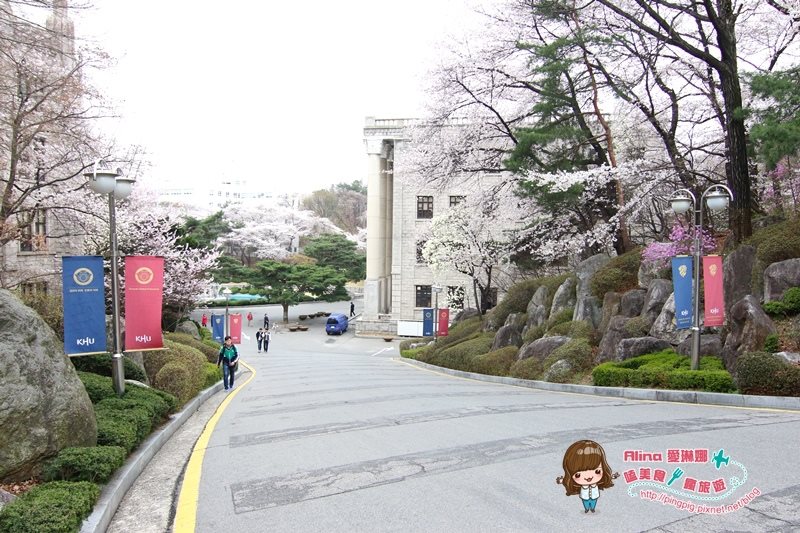 【首爾景點】慶熙大學 櫻花季賞花趣，地鐵轉公車交通方式 @Alina 愛琳娜