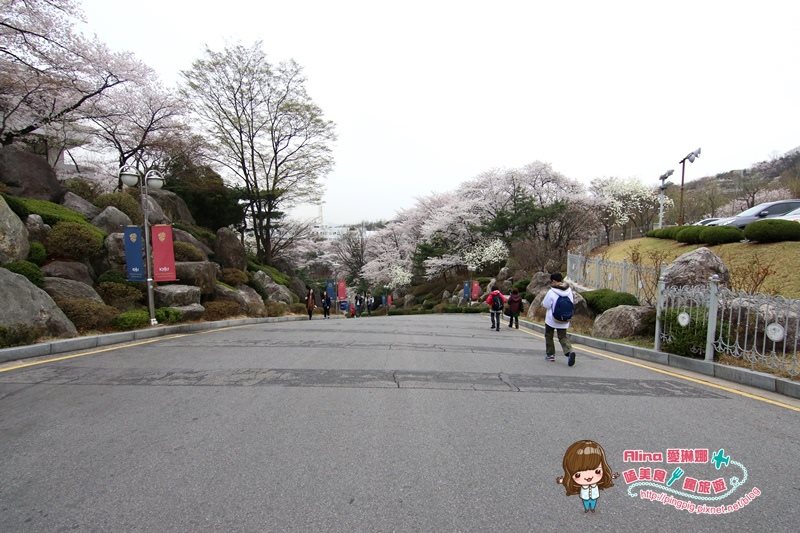【首爾景點】慶熙大學 櫻花季賞花趣，地鐵轉公車交通方式 @Alina 愛琳娜