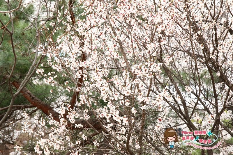 【首爾景點】慶熙大學 櫻花季賞花趣，地鐵轉公車交通方式 @Alina 愛琳娜