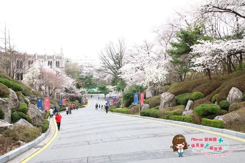 【首爾景點】慶熙大學 櫻花季賞花趣，地鐵轉公車交通方式 @Alina 愛琳娜