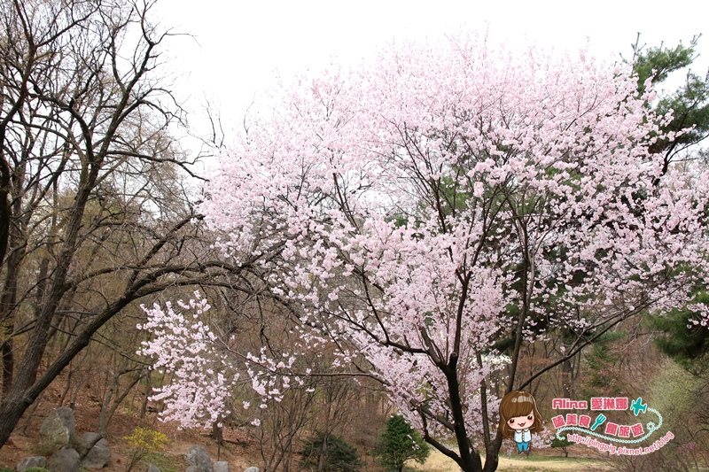 【首爾景點】慶熙大學 櫻花季賞花趣，地鐵轉公車交通方式 @Alina 愛琳娜