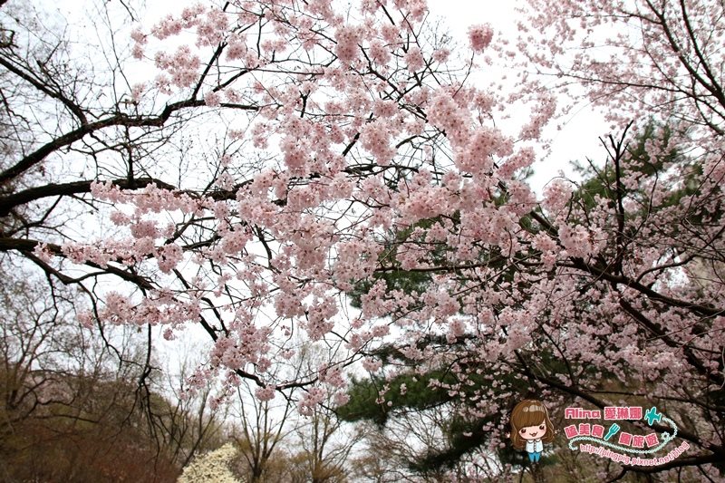 【首爾景點】慶熙大學 櫻花季賞花趣，地鐵轉公車交通方式 @Alina 愛琳娜
