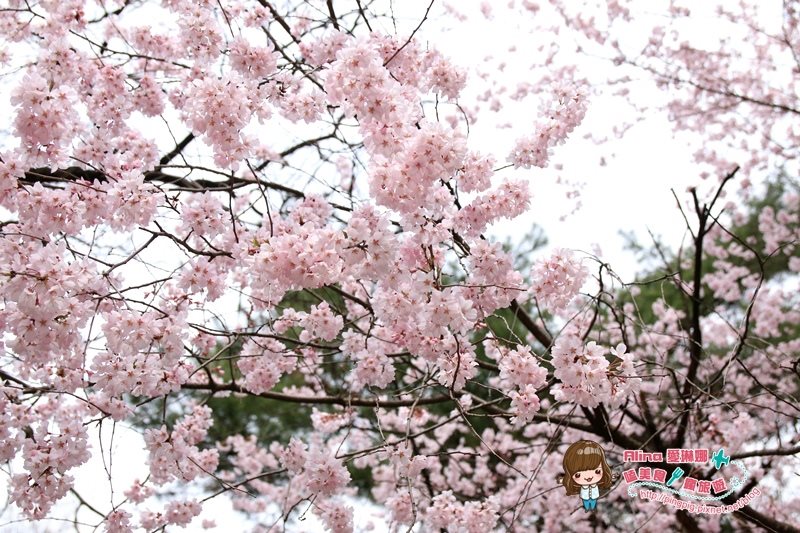 【首爾景點】慶熙大學 櫻花季賞花趣，地鐵轉公車交通方式 @Alina 愛琳娜