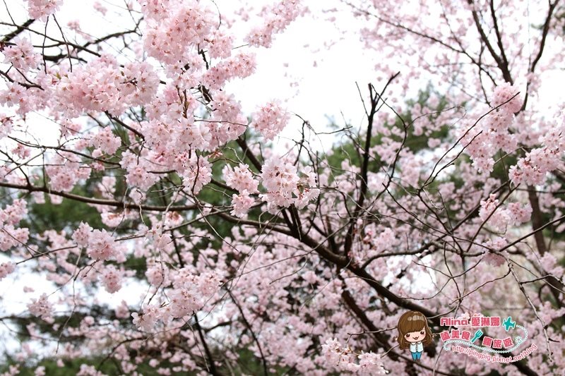 【首爾景點】慶熙大學 櫻花季賞花趣，地鐵轉公車交通方式 @Alina 愛琳娜