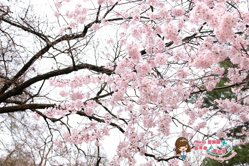 【首爾景點】慶熙大學 櫻花季賞花趣，地鐵轉公車交通方式 @Alina 愛琳娜