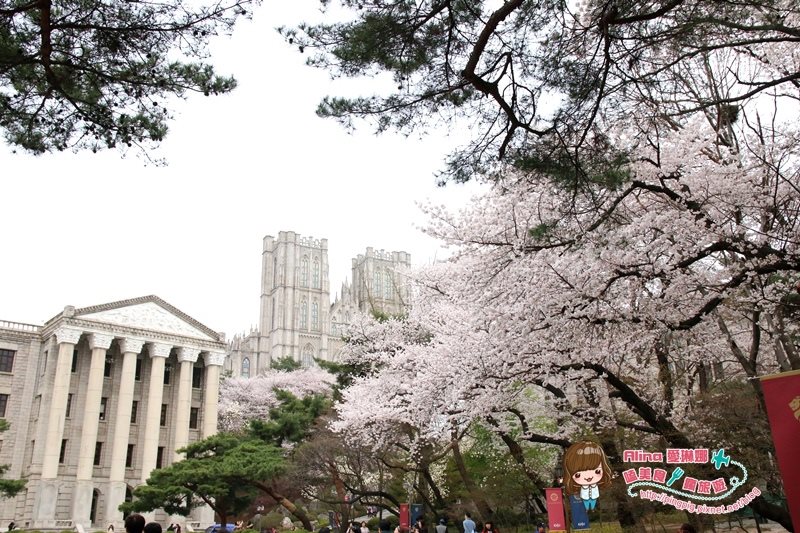 【首爾景點】慶熙大學 櫻花季賞花趣，地鐵轉公車交通方式 @Alina 愛琳娜