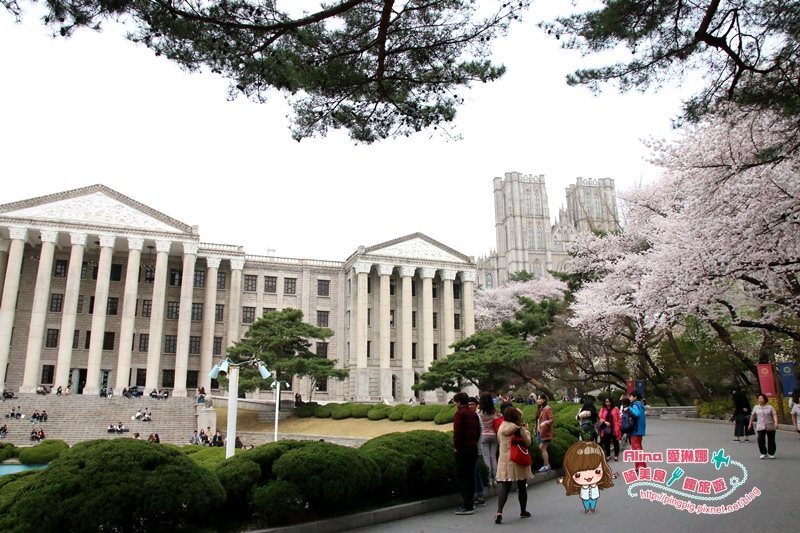 【首爾景點】慶熙大學 櫻花季賞花趣，地鐵轉公車交通方式 @Alina 愛琳娜