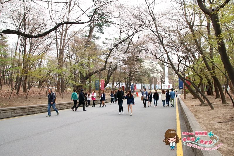 【首爾景點】慶熙大學 櫻花季賞花趣，地鐵轉公車交通方式 @Alina 愛琳娜