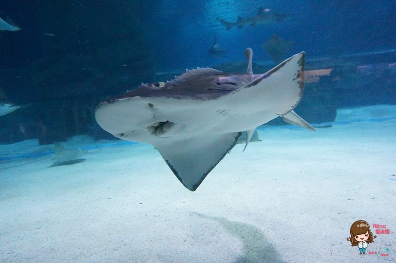 COEX水族館