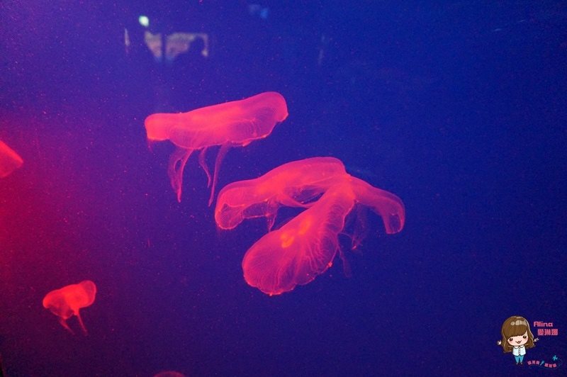 COEX水族館